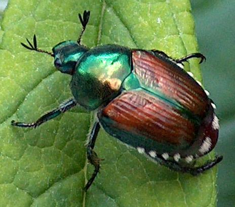 https://biolawnexperts.com/wp-content/uploads/2023/06/Japanese-Beetle-Picture.jpg